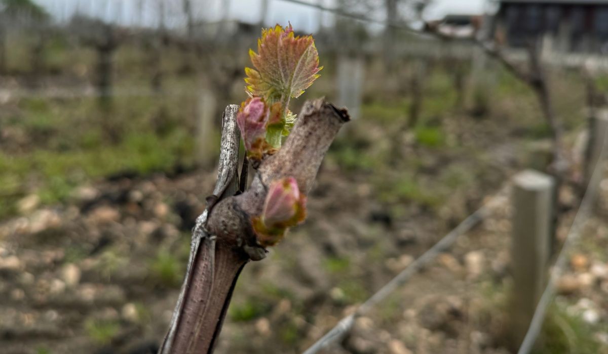 Le printemps arrive au Château Couhins : la vigne s'éveille